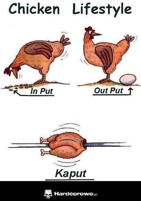 Życie kurczaka - 1