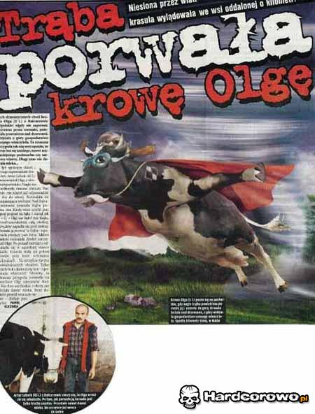 Trąba porwała krowa - 1