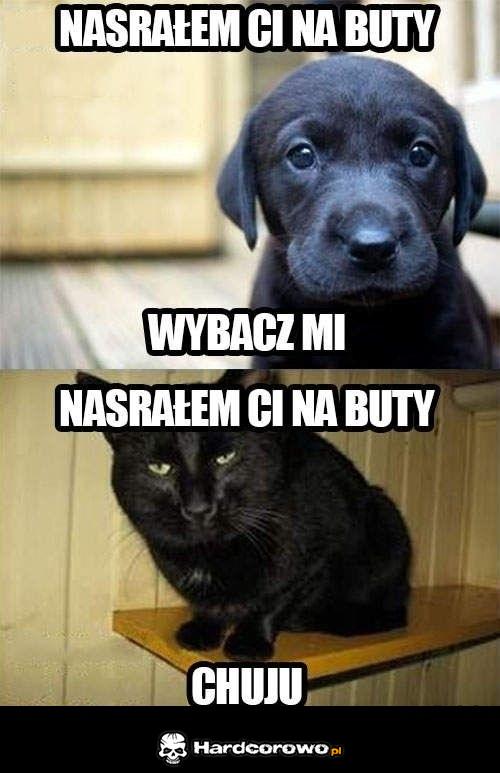 Które zwierze wybierasz - 1