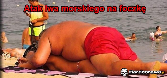 Atak lwa morskiego - 1