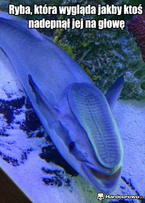 Dziwna ryba - 1