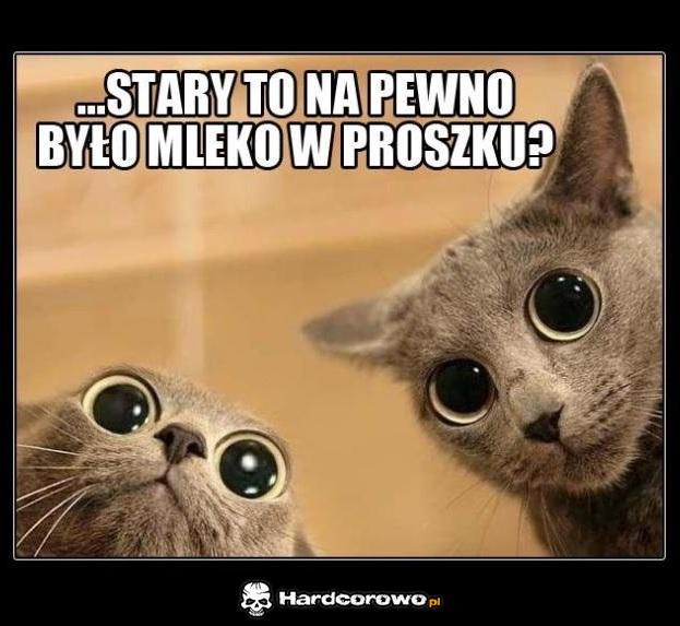 Kotki na fazie - 1