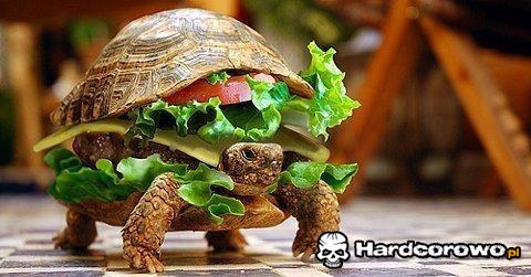 Żółwioburger - 1
