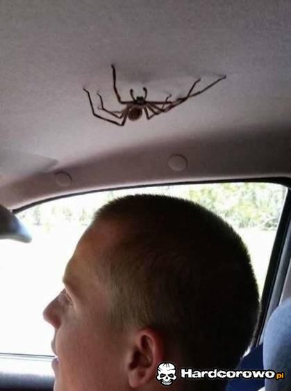 Pająk w aucie  - 1