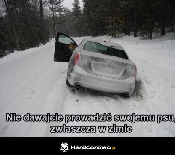 Pies za kółkiem - 1