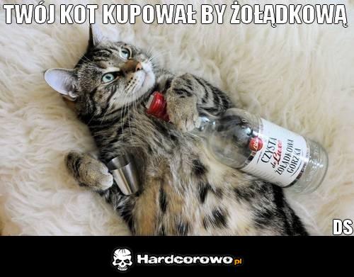 Twój Kot - 1