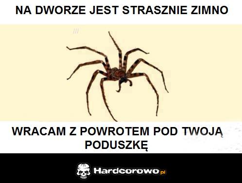 Zmarznięty pająk - 1
