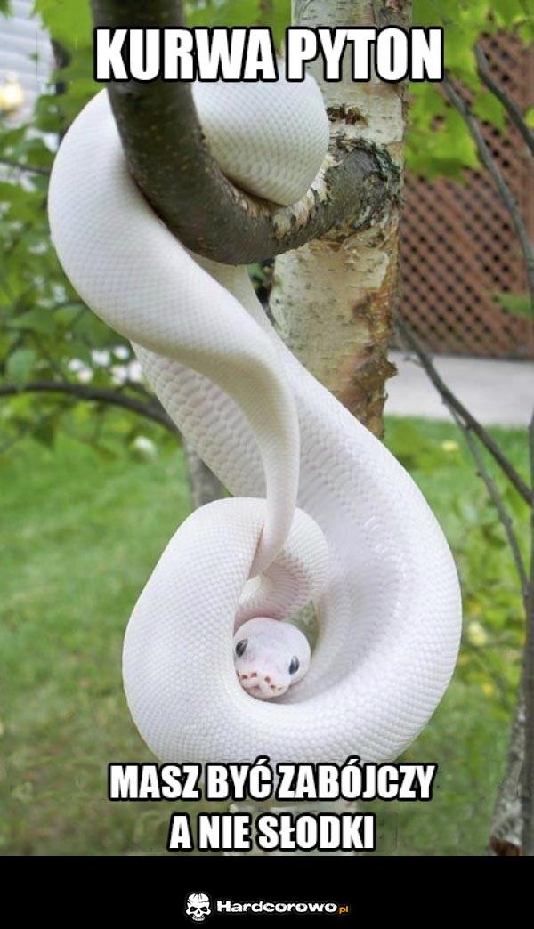 Pyton - 1