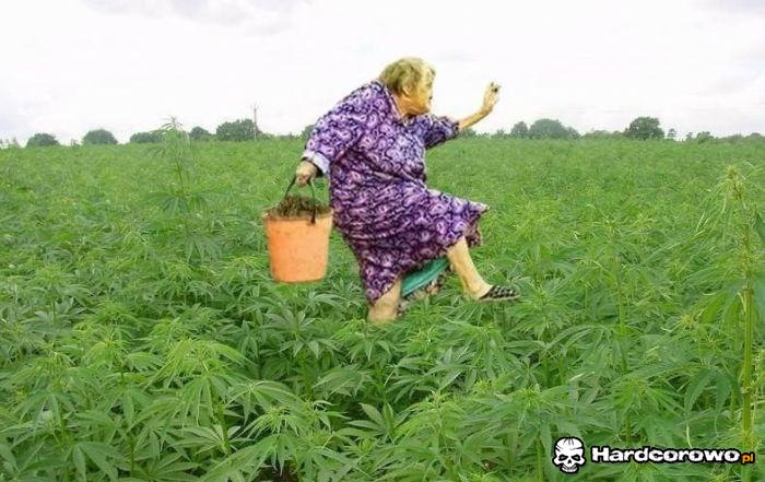 Babcia kradnie marychę - 1