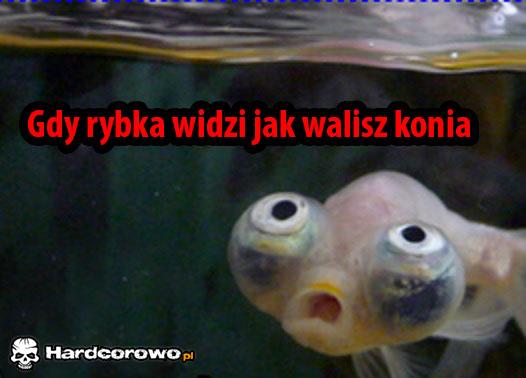 Biedna rybka - 1