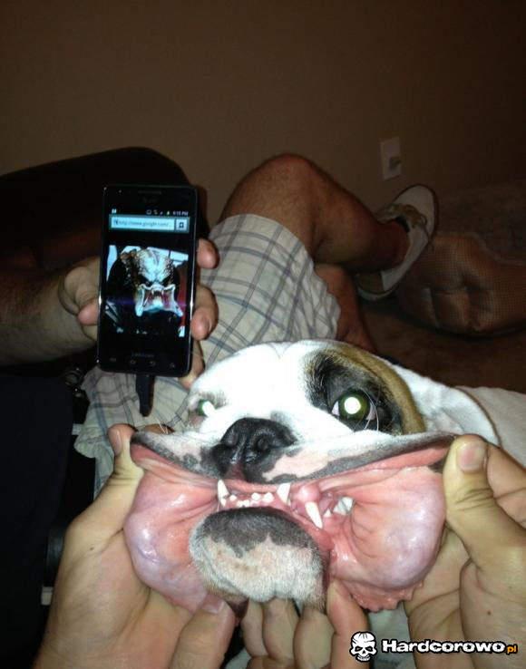 Pies predator - 1