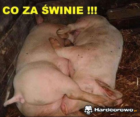 Co za świnie - 1