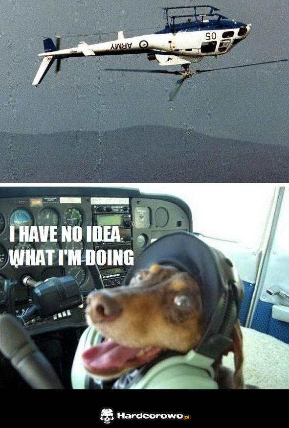 Pies pilot - 1