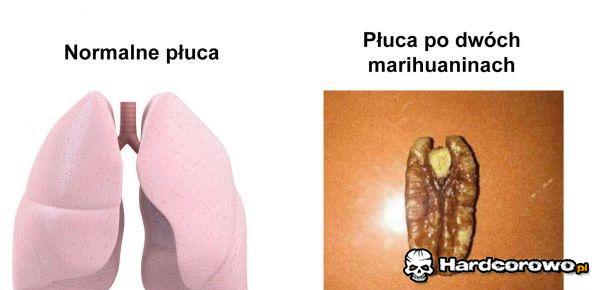 Płuca - 1