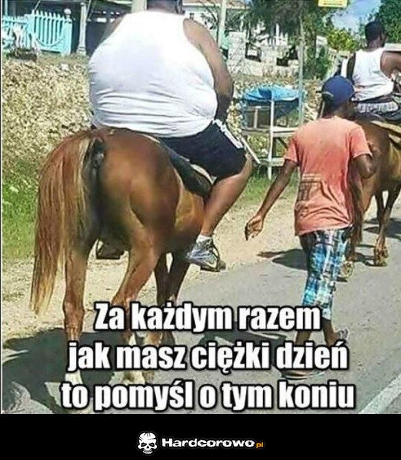 Biedny konik - 1