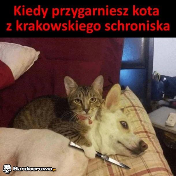 Dawaj whiskas, bo go załatwię - 1