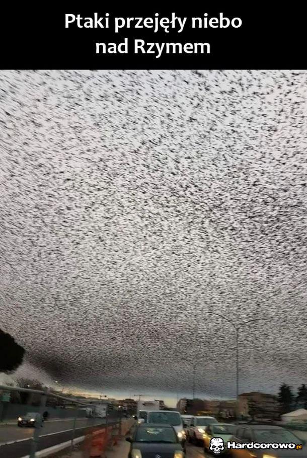 Plaga ptaków - 1