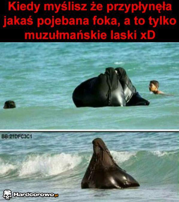 Foczka - 1