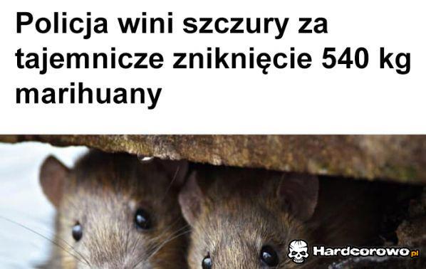 Szczury ćpuny - 1