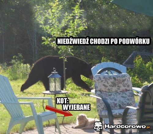 Kot  - 1