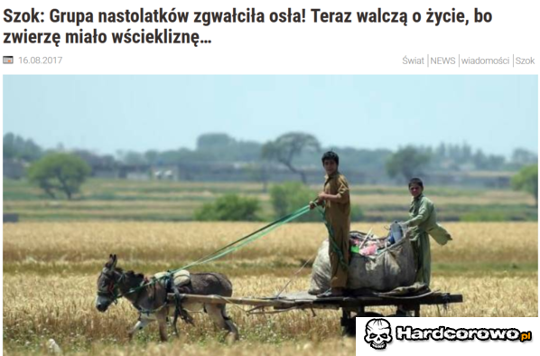 Gwałt osła - 1