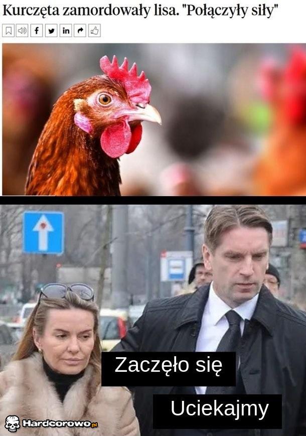 Kury zamordowały lisa - 1