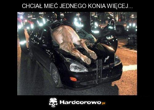 Chciał mieć jednego konia więcej... - 1