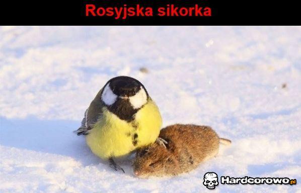Rosyjska Sikora - 1