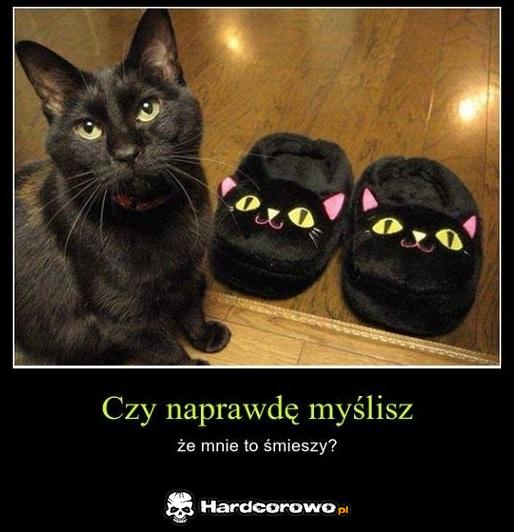 Oburzony kot - 1