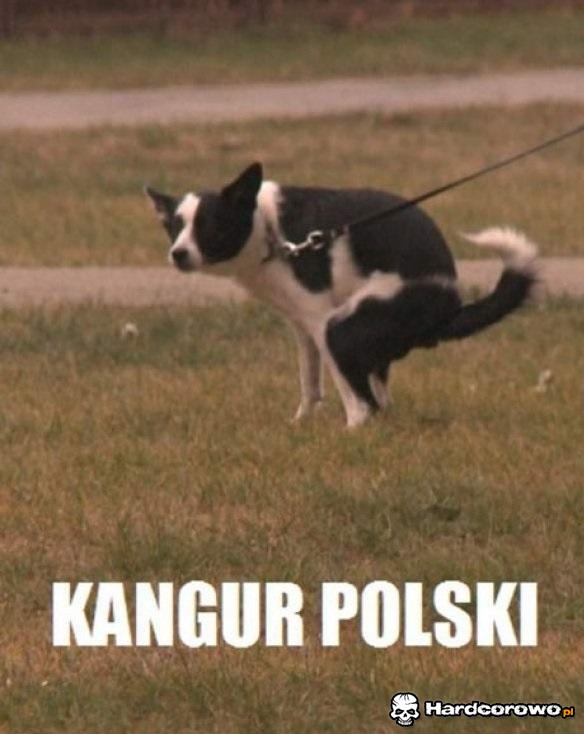 Kangur polski - 1