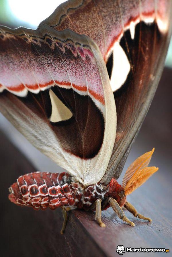 Motyl - 1
