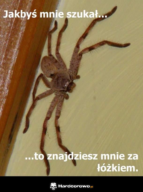 Pajączek - 1