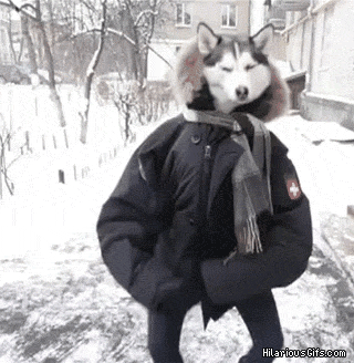 Tańczący Husky - 1