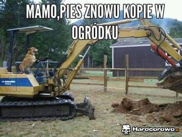 Pies kopie w ogródku - 1