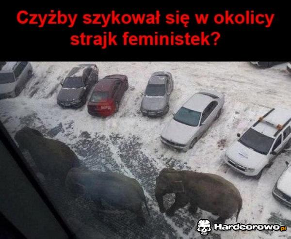 Feministki - 1
