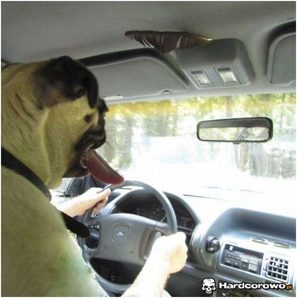 Psi szofer - 1