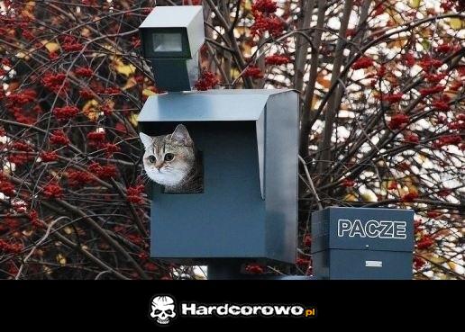 Fotopaczar - 1
