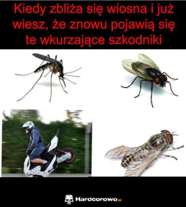 Niedługo wyjadą i będą denerwować - 1