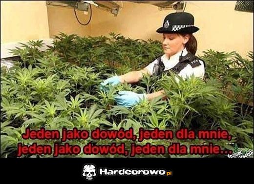 Zioło - 1