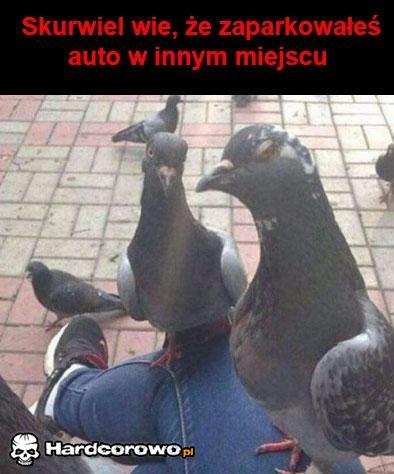 Gołębie takie są  - 1
