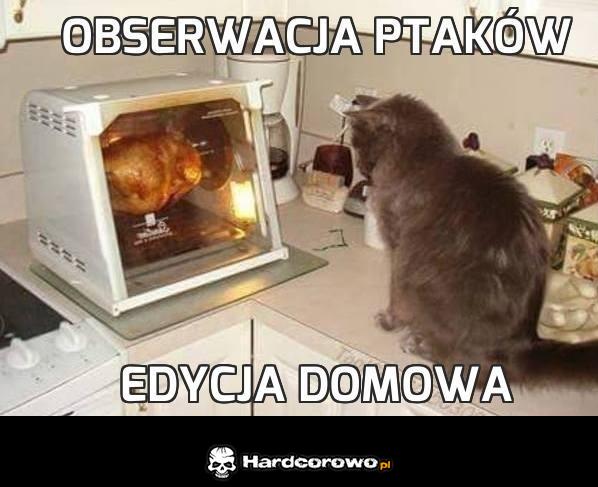 Obserwacja ptaków - 1