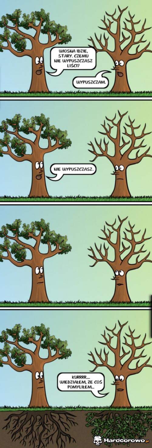 Rozmowa drzew - 1