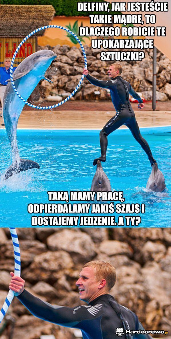 Delfiny - 1