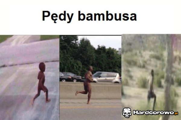 Pędy bambusa - 1