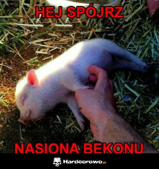 Nasiona bekonu - 1