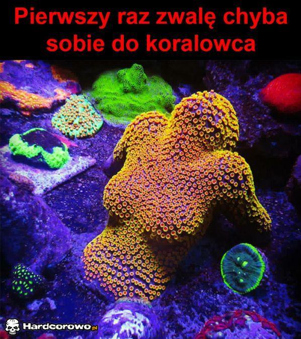 Koralowiec - 1