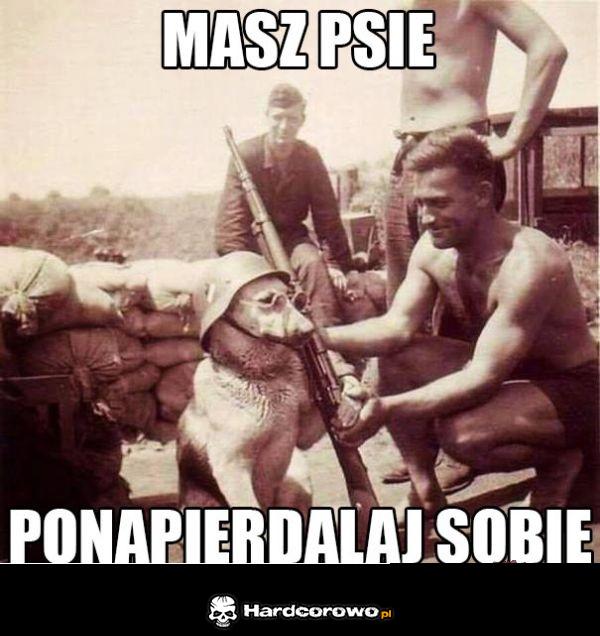 Pies bojowy - 1