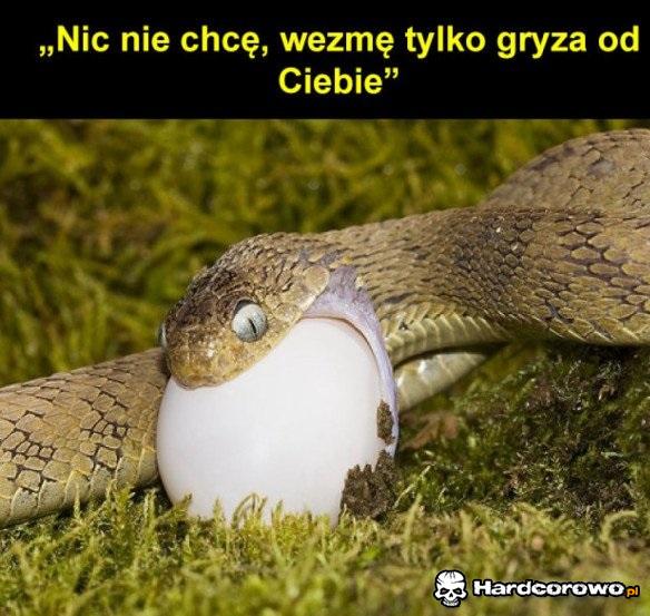 Tylko gryza - 1