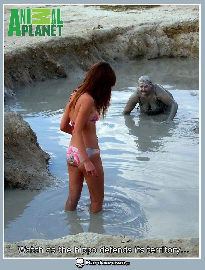 Animal Planet - 1