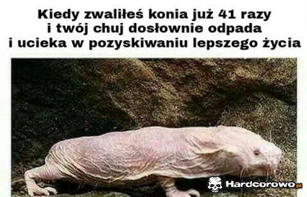 Zmarszczony fred - 1